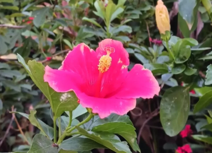 Hibiscus rosa-sinensis