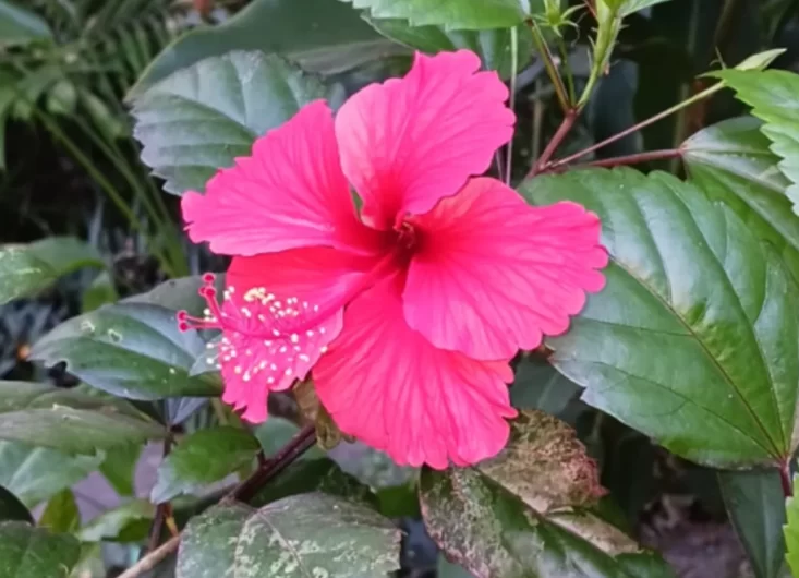 Hibiscus rosa-sinensis3