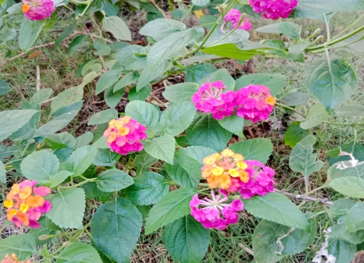 Lantana1