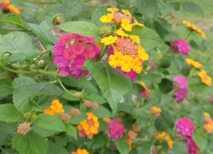 Lantana2