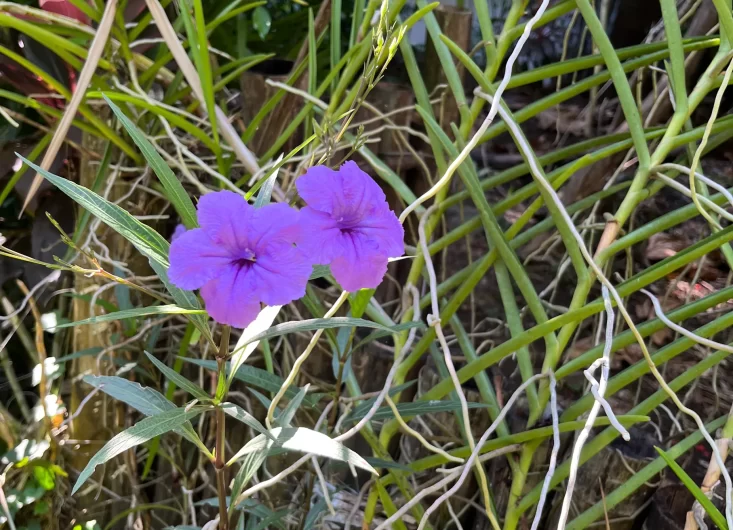 Mexican Petunias 1-optimized