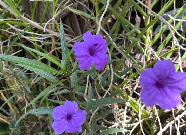 Mexican Petunias 2-optimized