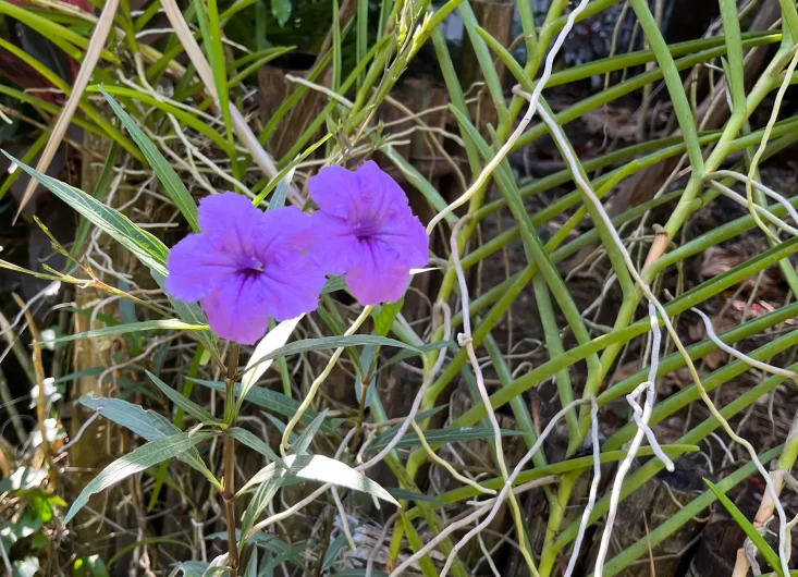 Mexican Petunias 3-optimized