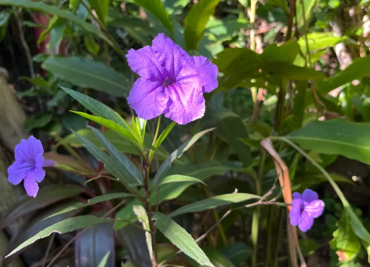 Mexican Petunias 4-optimized