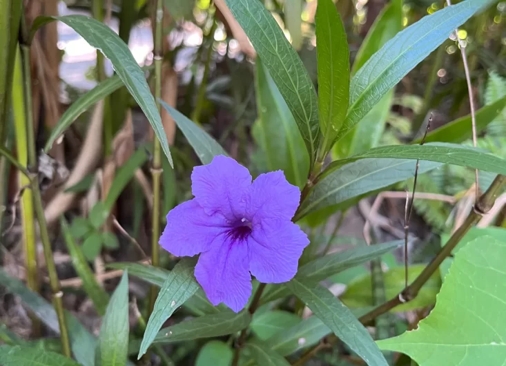 Mexican Petunias 5-optimized