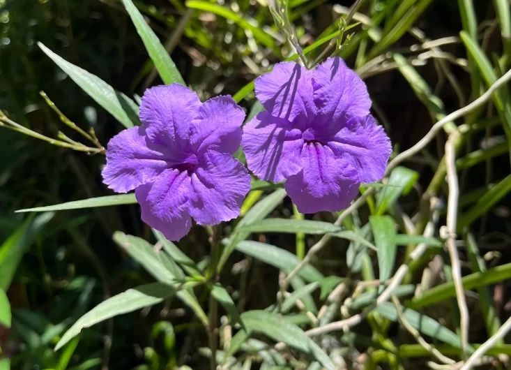 Mexican Petunias 6-optimized