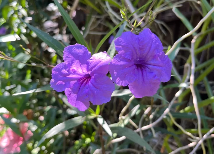 Mexican Petunias-optimized