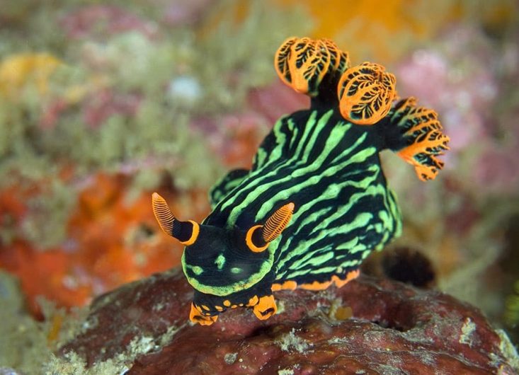 Nudibranch in Philippines