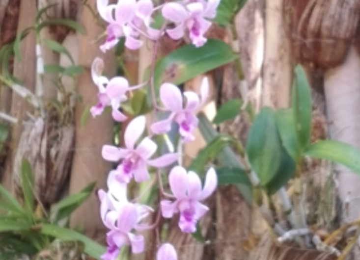 Dendrobium orchid