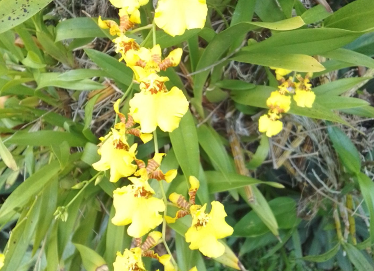 Oncidium orchid