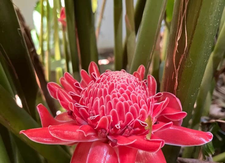Torch Ginger 2-optimized