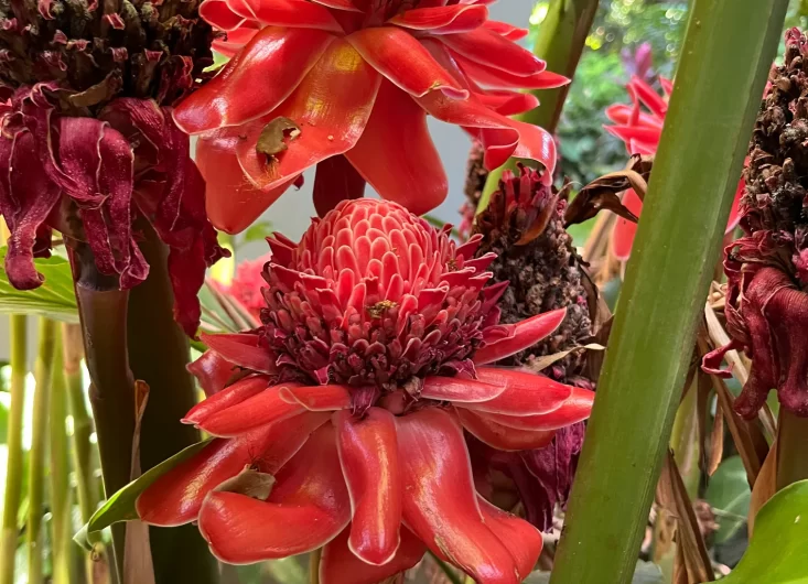 Torch Ginger 3-optimized