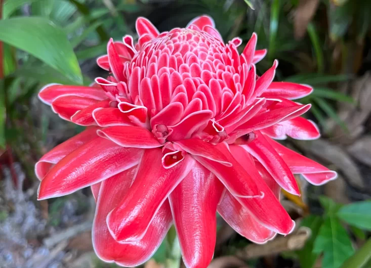 Torch Ginger-optimized