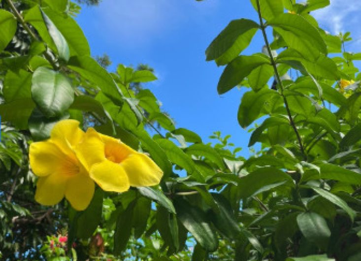 Yellow Bell