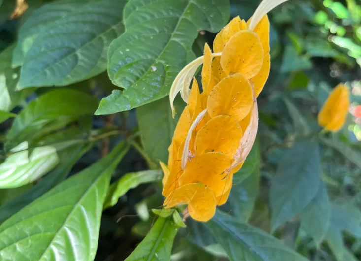 Yellow Candle Flower (1)-optimized